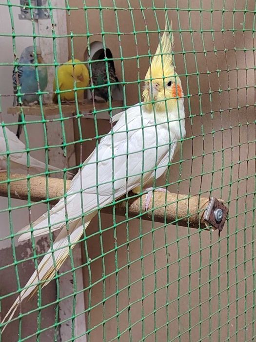 Продаётся попугай Карелло и неразлучники
