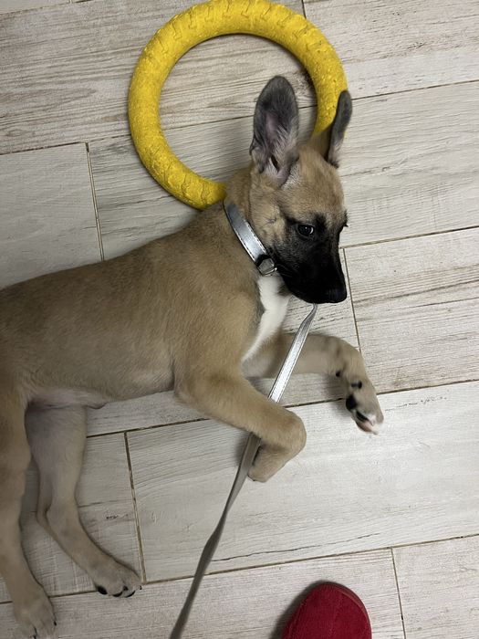 Щенок девочка, 2.5 месяца!