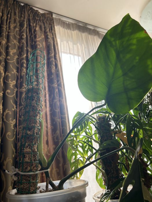 Черенки монстеры деликатной