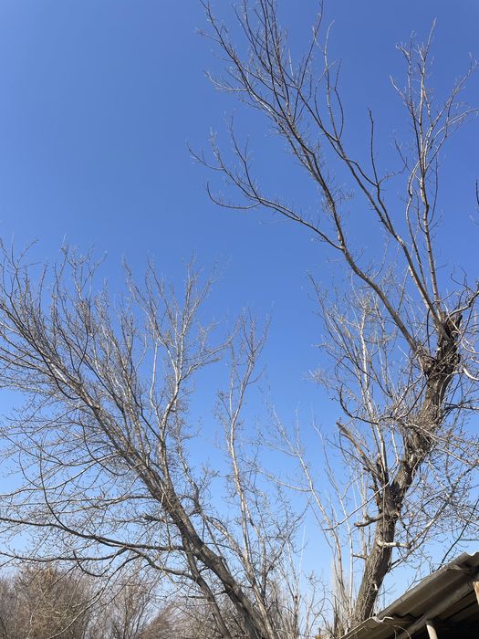 Тегін отын. Дрова бесплатно