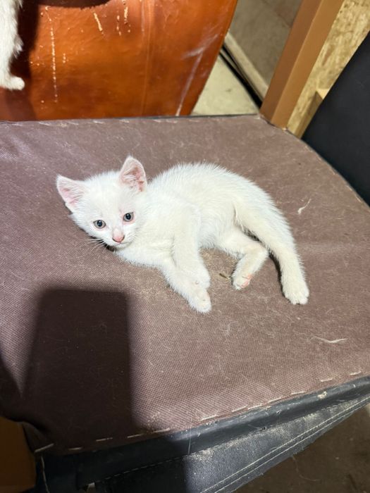 Отдам котят мальчиков в добрые руки