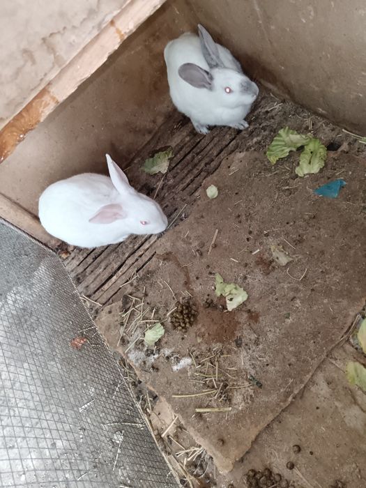 Бугуз куйон сотилади тез кунларда тугади