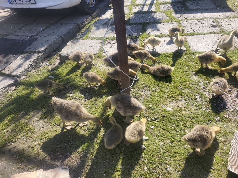 Vând gaste tinere de taiat sau de tinut