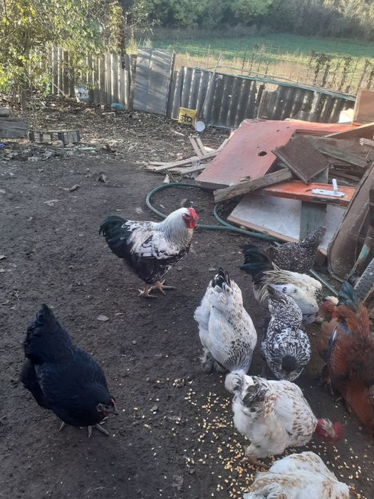 de vinzare doi cocosi 100 lei bucata