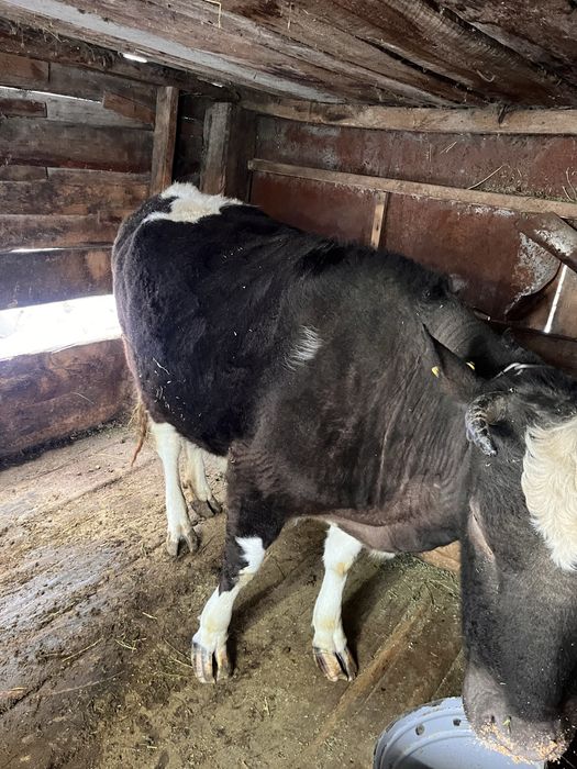 Продам тёлку, на откорме