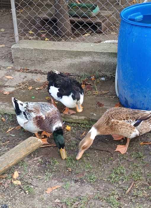 Rațoi si Rațe romanesti