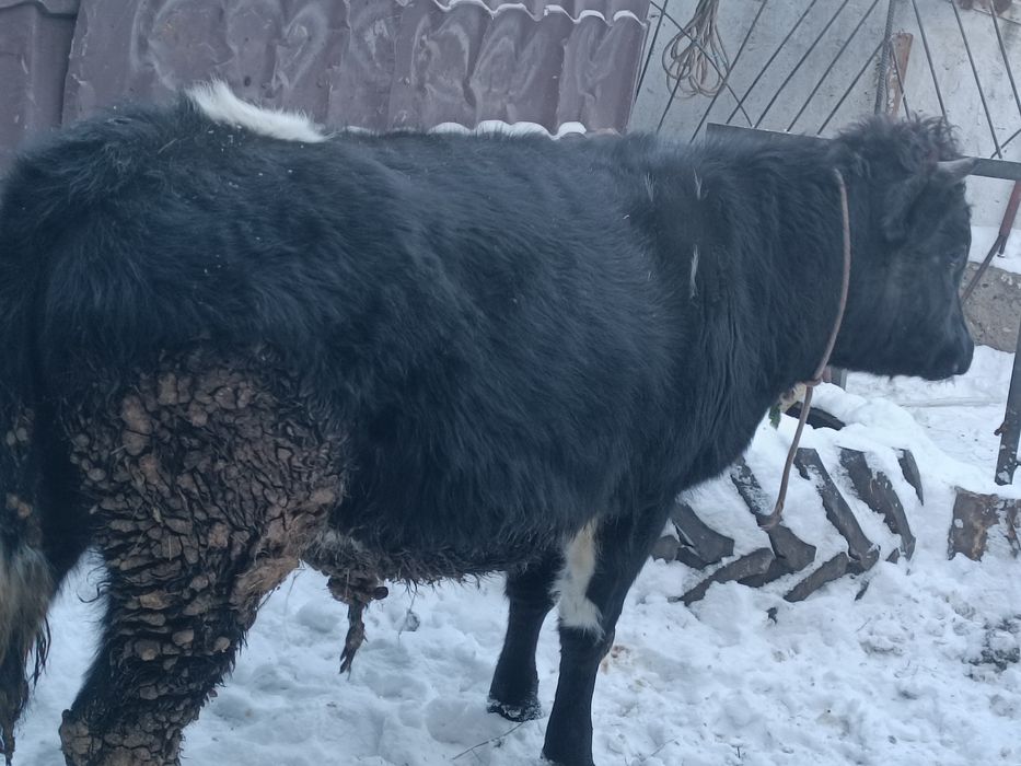 Продам бычка годовалый