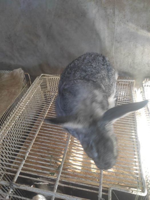 Продам кроликов(самцы и самки(