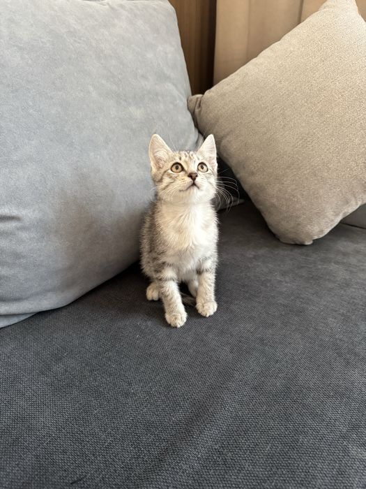Британка котенку 2 месяцев