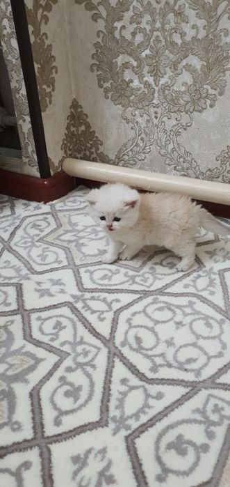 Britanskiy skotish strayd.