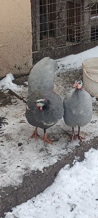 Schimb bibiloi cu cocoș