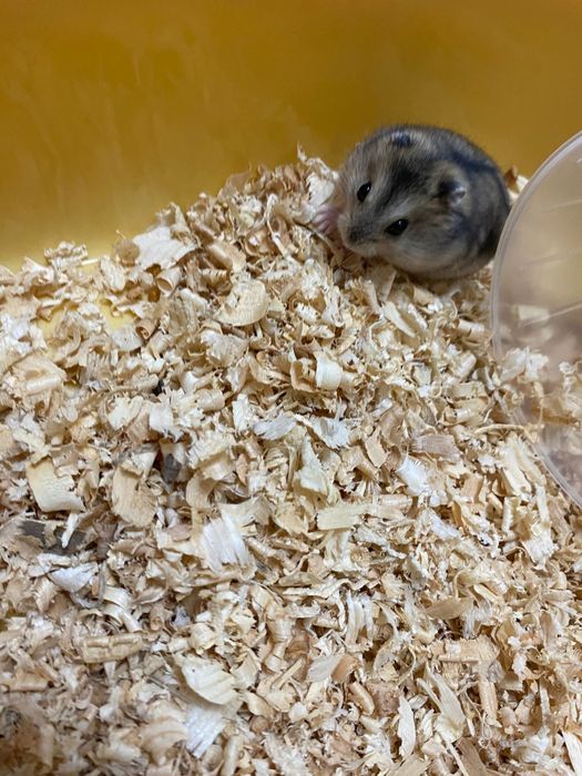 Хомяк джунгарский