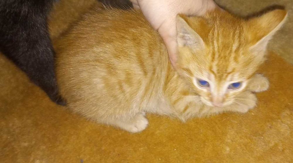 Подарявам Котенца