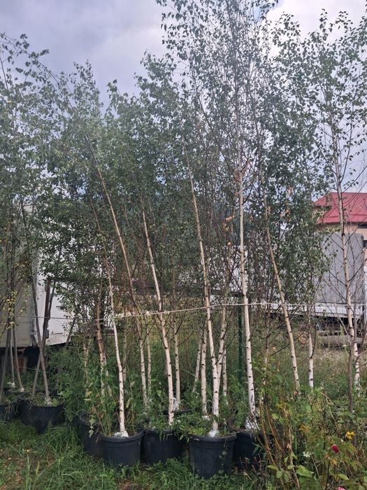 Amenajez spați verzi plante ornamentale mesteacăn tei