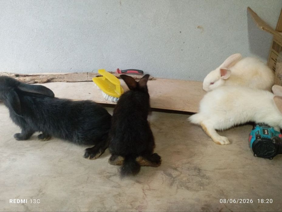 Quyon bola lari 2 oylik