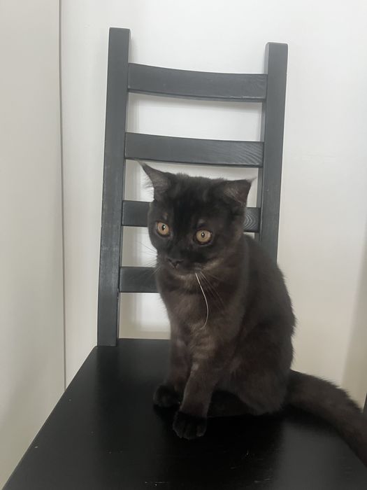 Отдам кошечку в добрые руки