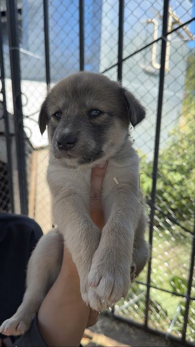 Отдадим щенят в добрые руки!