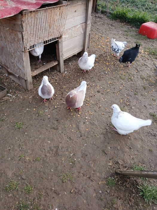 Vand porumbei TEXANI