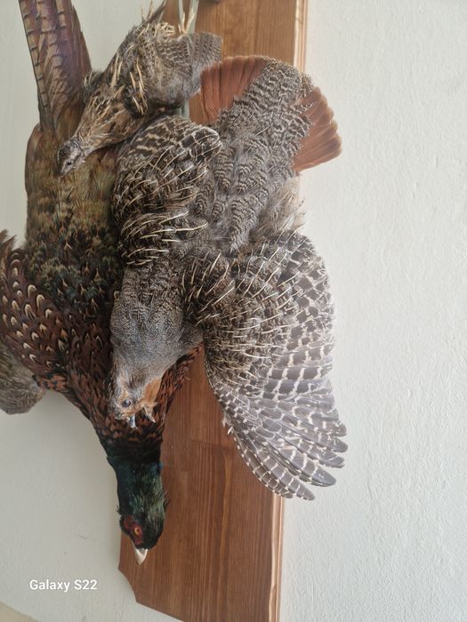 Ловен трофей птици