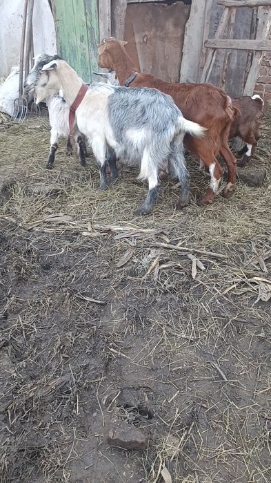 Vând 2 capre cu 3 iede capre bune de lapte