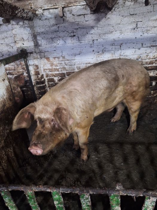 Хряк кабан  на племя