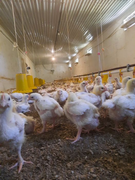 Бройлеры Кобб 500