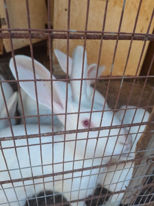 Quyon sotiladi. Продаётся кролик.