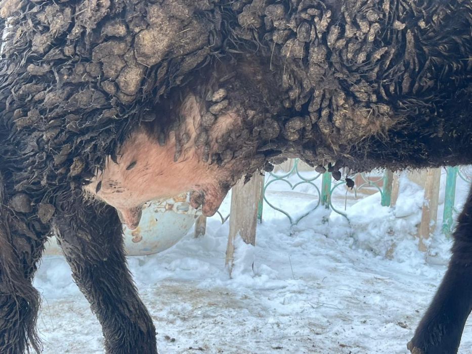 Сиыр сатылады