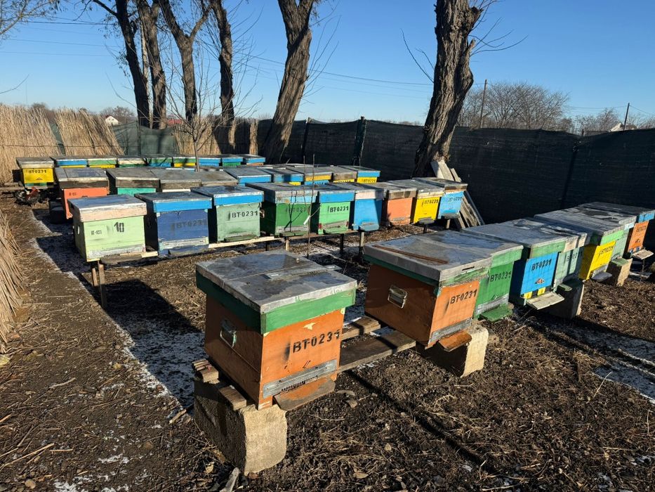 Miere și familii de albine