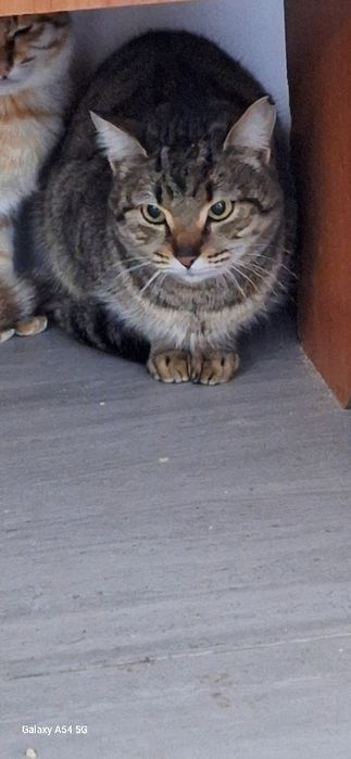 в добрые руки кошки