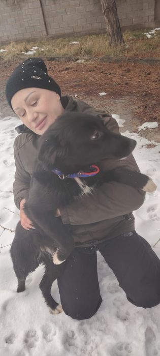 Привитые щенки 5 месяцев.