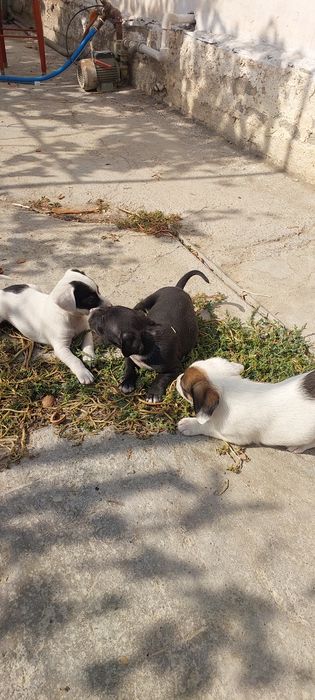 Щенки мелкие ,звонки