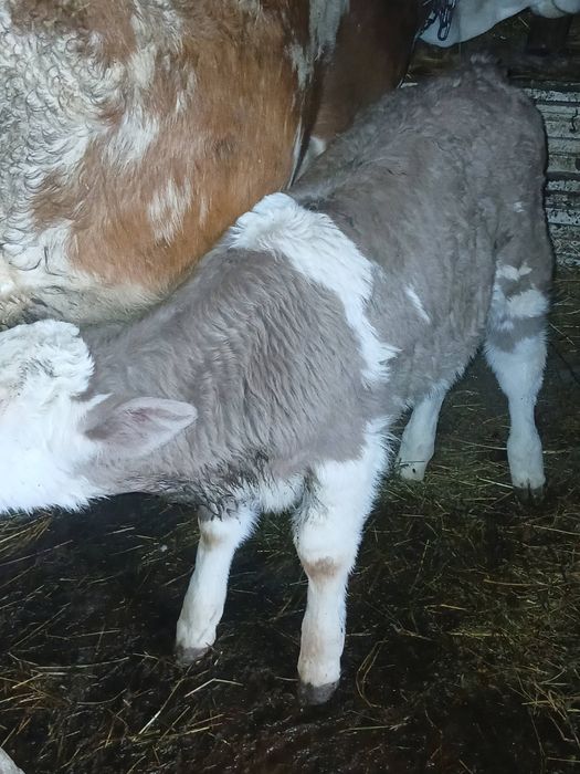 Vand un vitel si două vitele semi - intarcati.