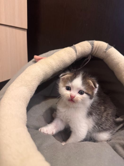Продаются милые котята