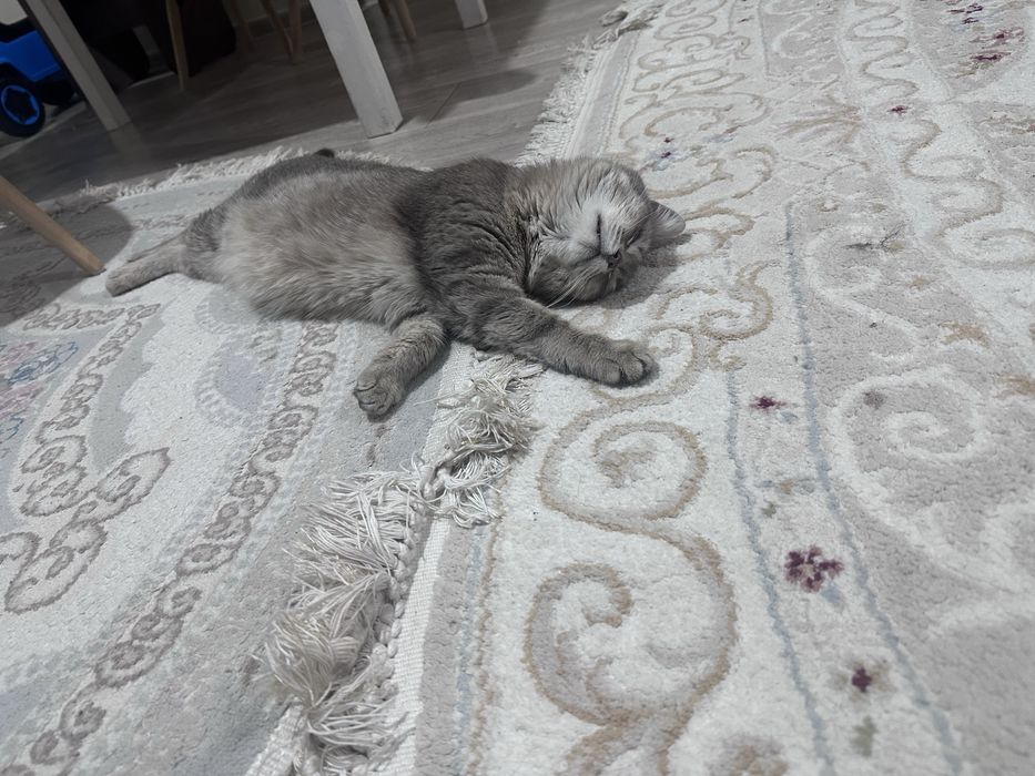 Отдам кошку и котенка