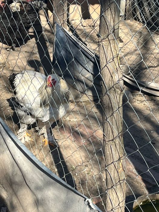 Vand 2 cocosi brahma