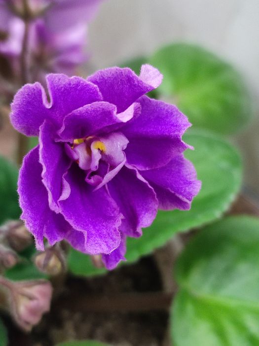 Продам красивые цветы