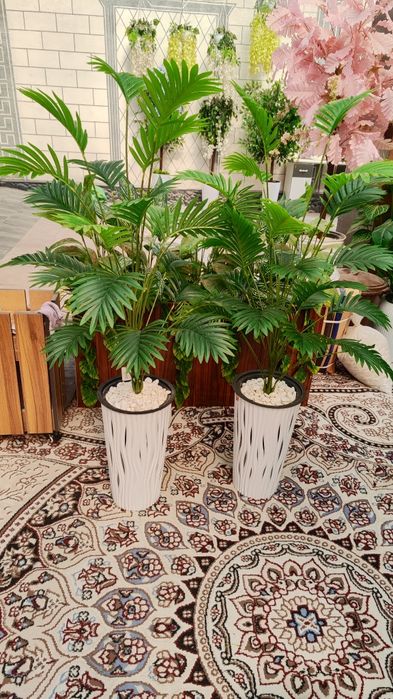 Офис учун гуллар