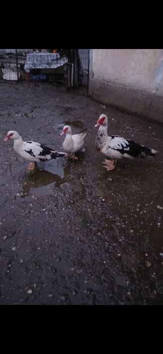 Vând  Familie Rațe LEȘEȘTI,  2025 ,Curtișoara, jud.Olt