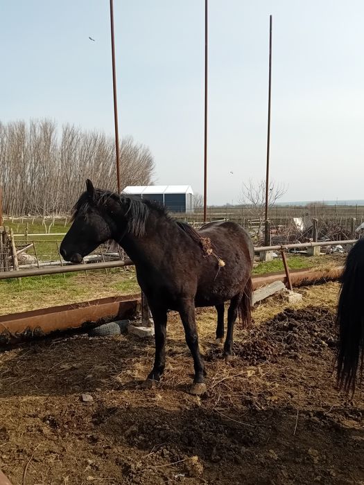 Armăsar metis de Lipitan + o iapa gestanta în 7 luni