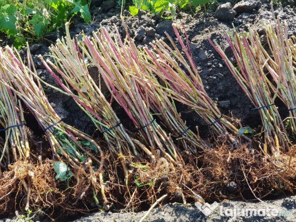 Vand butasi de MUR din soiul Thornfree fara spini Anul 2