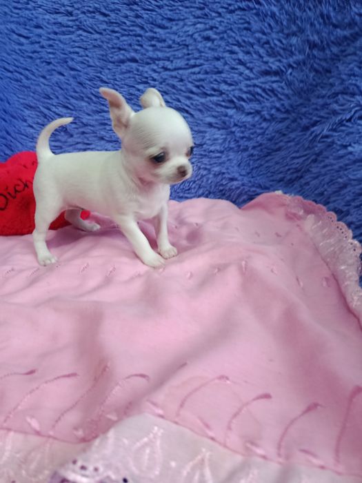 Щенок чихуахуа мини