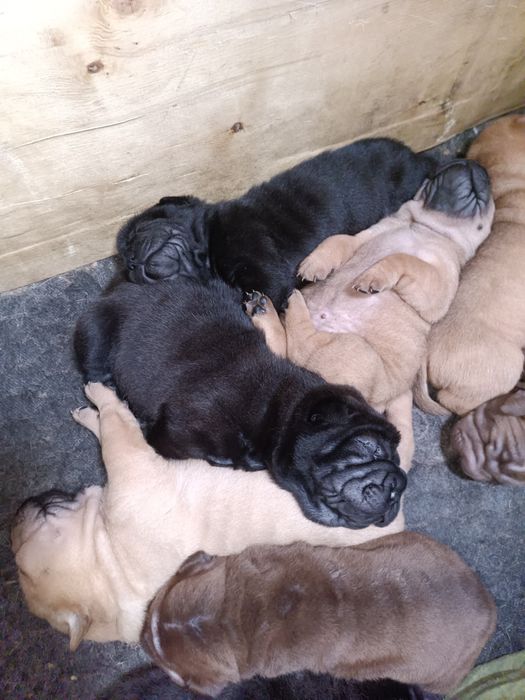 Щенки Шарпея премиум класса