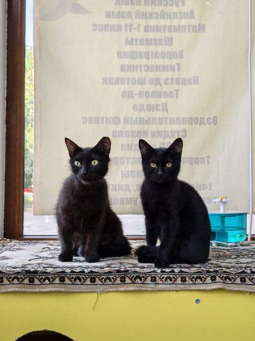 Пропал котенок Черныш