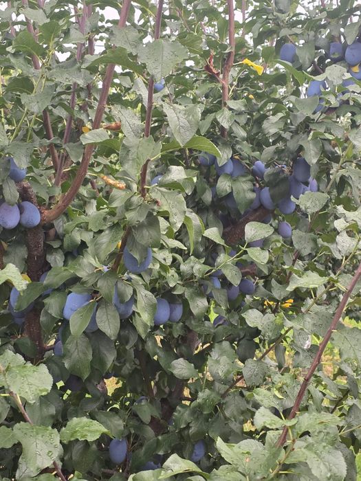 Prune de masă de vânzare EN-GROS