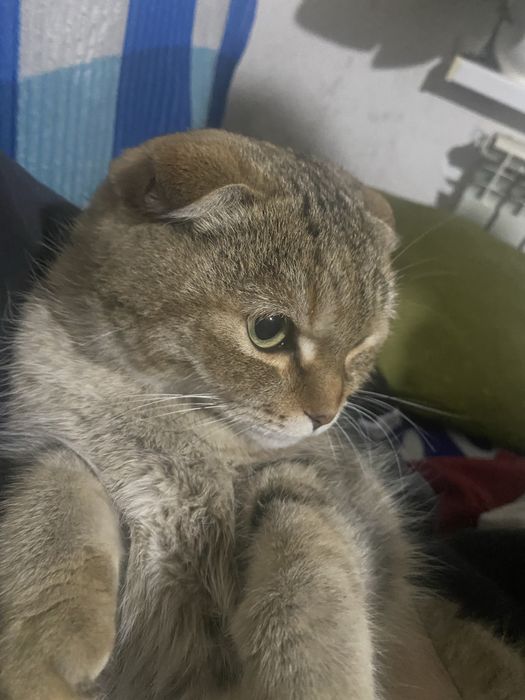 Шотландская кот чистый