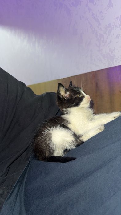 подарявам малко коте