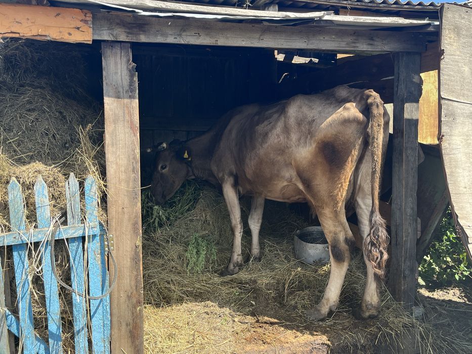 Продам корову Тобыл