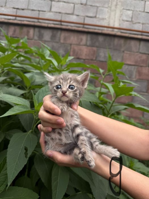 Продаются очаровательные котята!