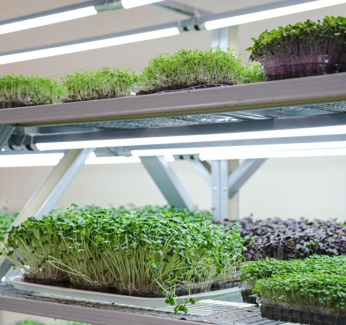 Микрозелень - Автоматика для выращивания